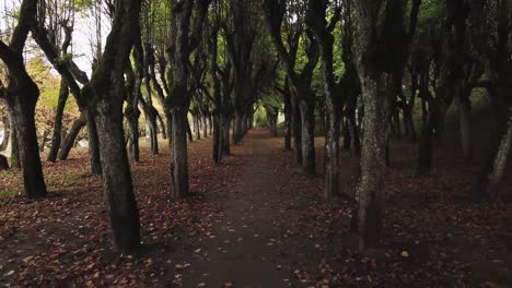 sendero que atraviesa un bosque de tilos de aspecto místico
