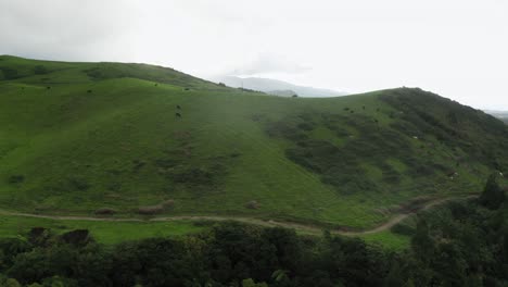 aerial: lush green hillside in azores, grazing cows