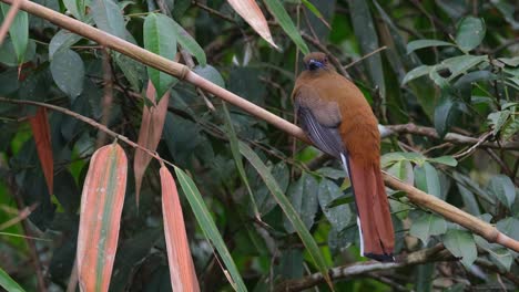 visto desde atrás mientras mira a su alrededor y hacia la cámara, trogon harpactes erythrocephalus de cabeza roja, hembra, tailandia