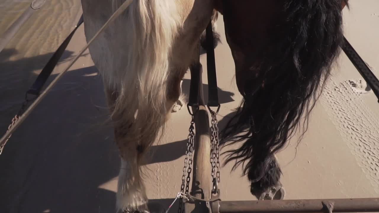 Close up of horse legs pulling a wagon, drivers point of view