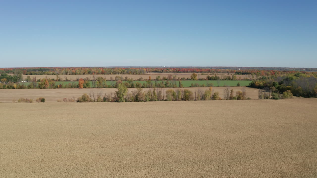 Flat autumn landscape of vast fields of corn ready for harvest