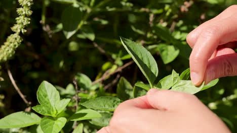 hands gently picking basil leaves in a sunlit garden, highlighting the vibrant green foliage and natural setting