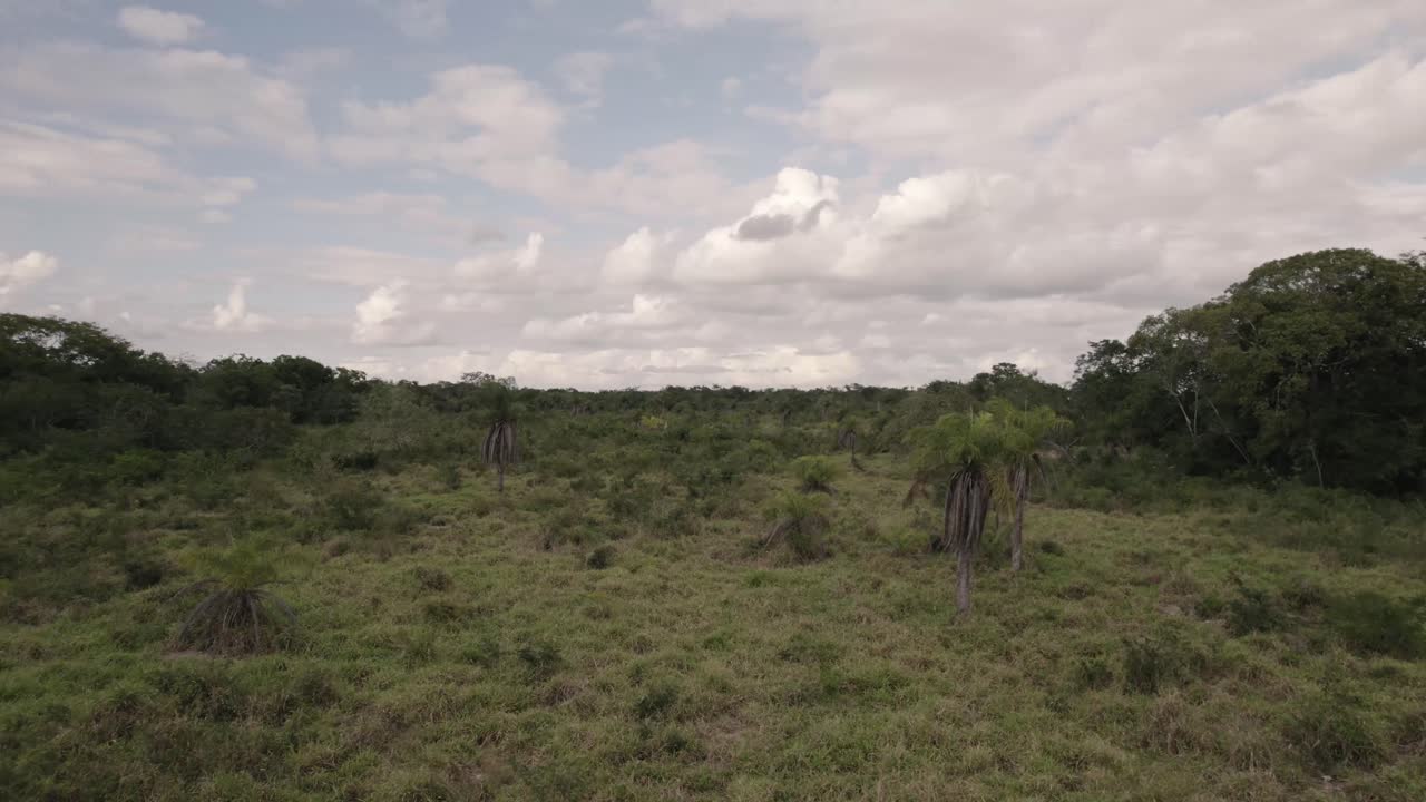 Savana verde con foresta tropicale in una giornata nuvolosa