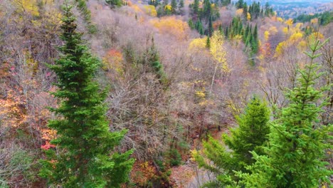 beautiful asphalt road in colorful autumn forest, aerial extreme close fly by