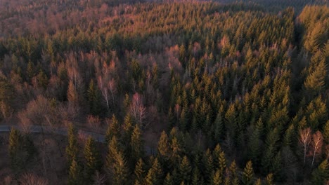 Numerous-green-and-brown-trees-in-Rhineland-Palatinate,-Germany-at-sunset