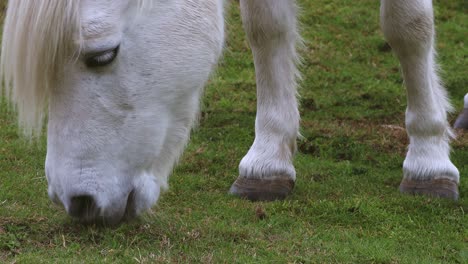 Beautiful-white-horse-feeding-on-lush-green-grass--Close-up