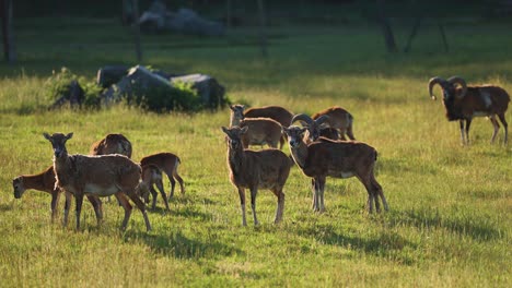 amidst the green expanse, mouflons both graze and rest, creating a serene scene