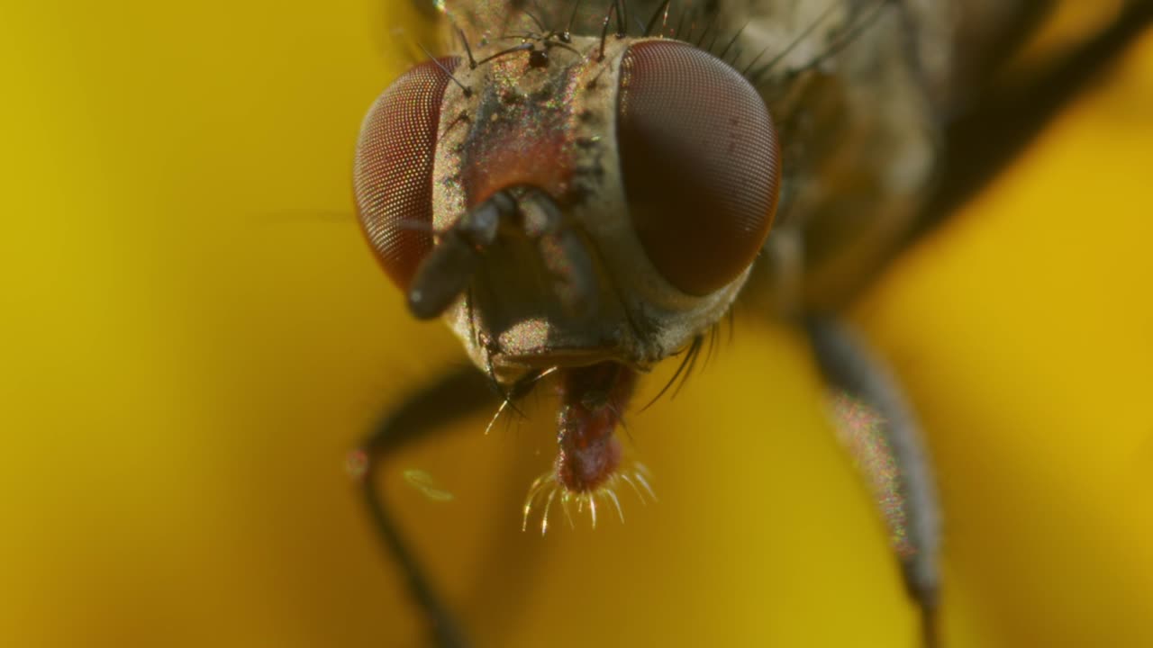 macro extremo de la mosca de la casa con ojos marrones y ocellos en flor amarilla