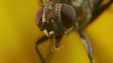 Extremes-Makro-Einer-Stubenfliege-Mit-Braunen-Augen-Und-Ocelli-In-Gelber-Blüte