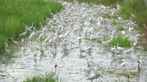 Group-of-white-egret-birds-searching-food