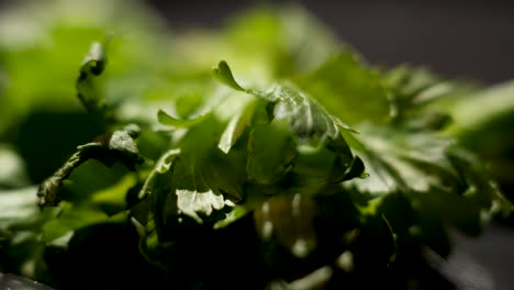 close-up of celery leaves