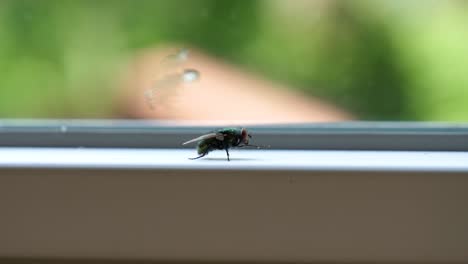 interesting side angle of green common housefly cleaning itself - macro cu