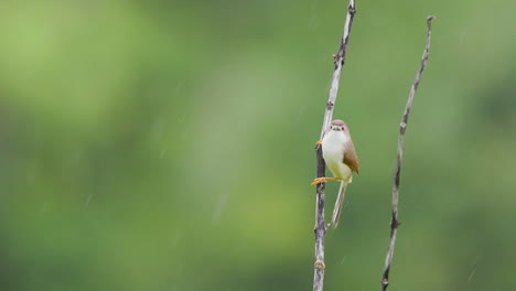 Yellow-Eyed-Babbler-singing-to-the-Rains-with-a-background-filled-with-green-and-drizzle