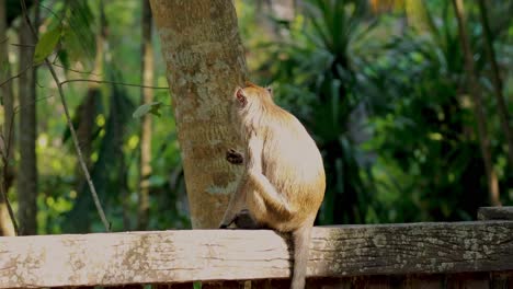 monkey sitting on a fence, observing surroundings
