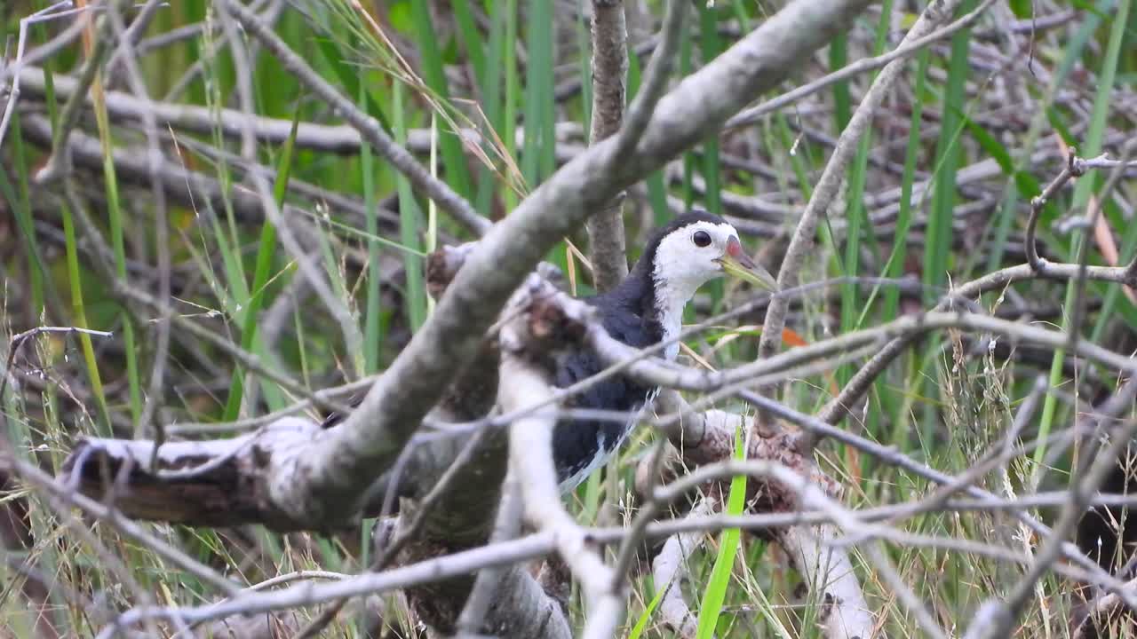 나무 비디오의 흰 가슴 waterhen