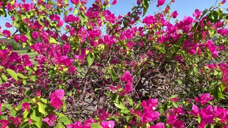 vibrant pink bougainvillea flowers swaying gently