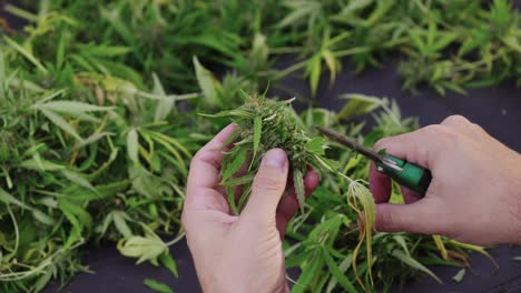 trimming cbd medical marijuana leaves with pruning shears