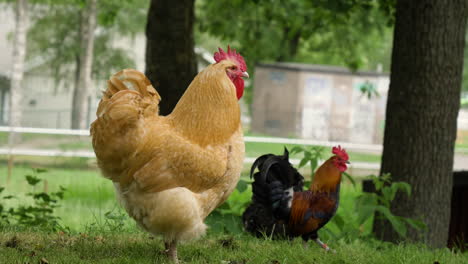 Gallos-Y-Gallinas-Picoteando-En-El-Jardín