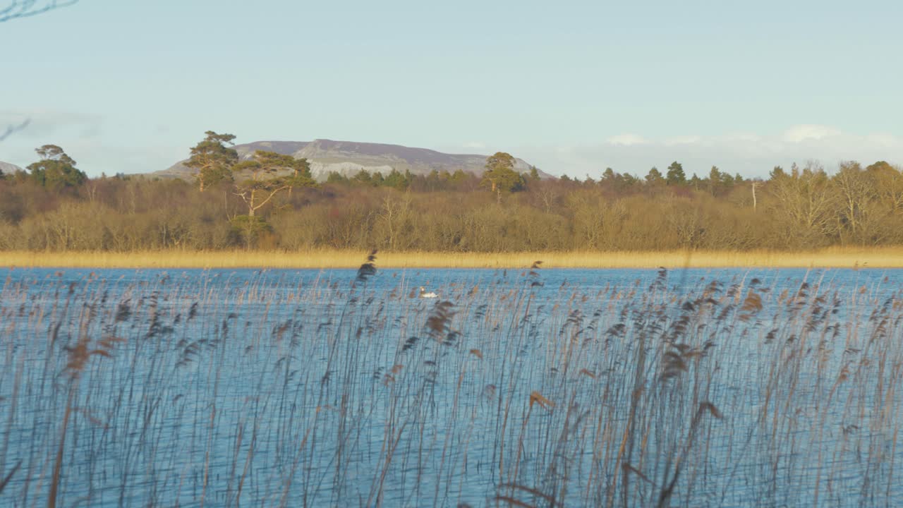 Wide shot river nature shoreline swan Panning river to left