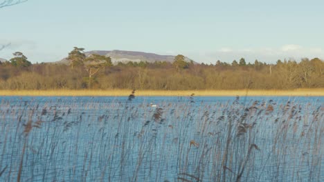 Wide-shot-river-nature-shoreline-swan-Panning-river-to-left