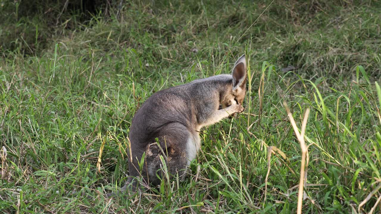 wallaby de pantano nativo australiano usando sus patas para limpiar su cara mientras come hierba alta