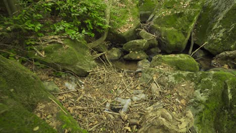 contaminación del medio ambiente en el bosque.