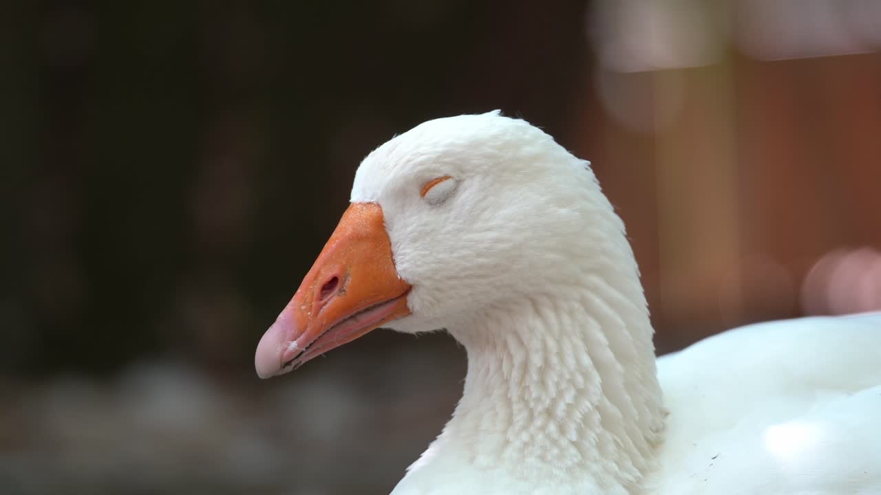A White Roman Goose Side-eyes while resting
