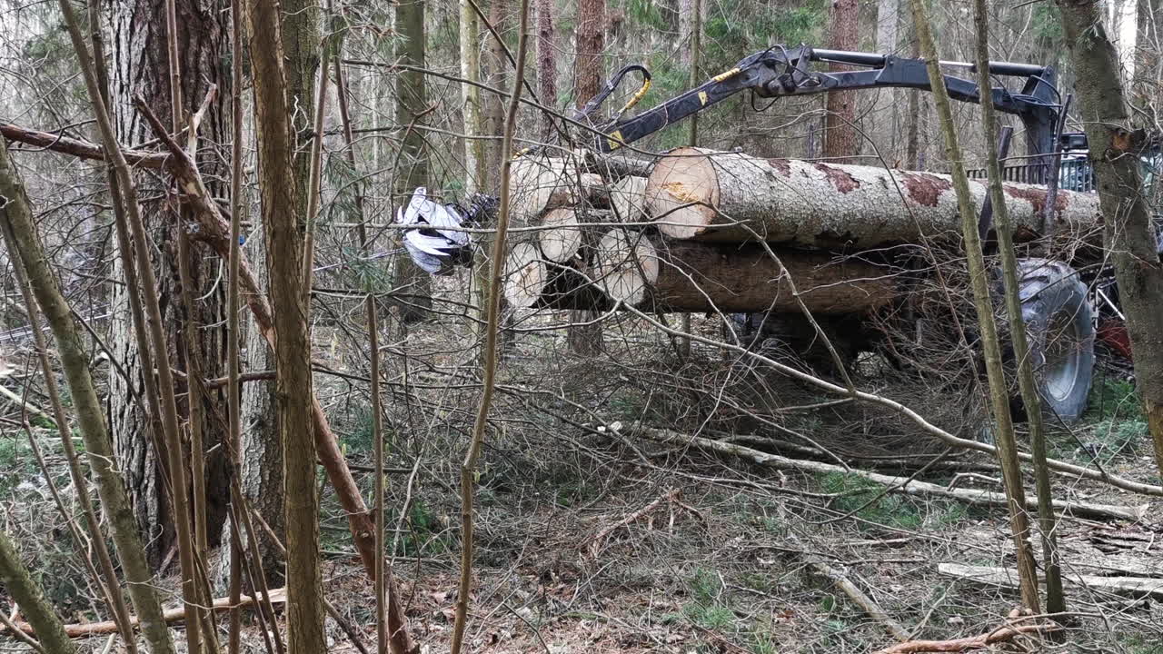 Tractor uses grappler and cable to pull out tree log from forest