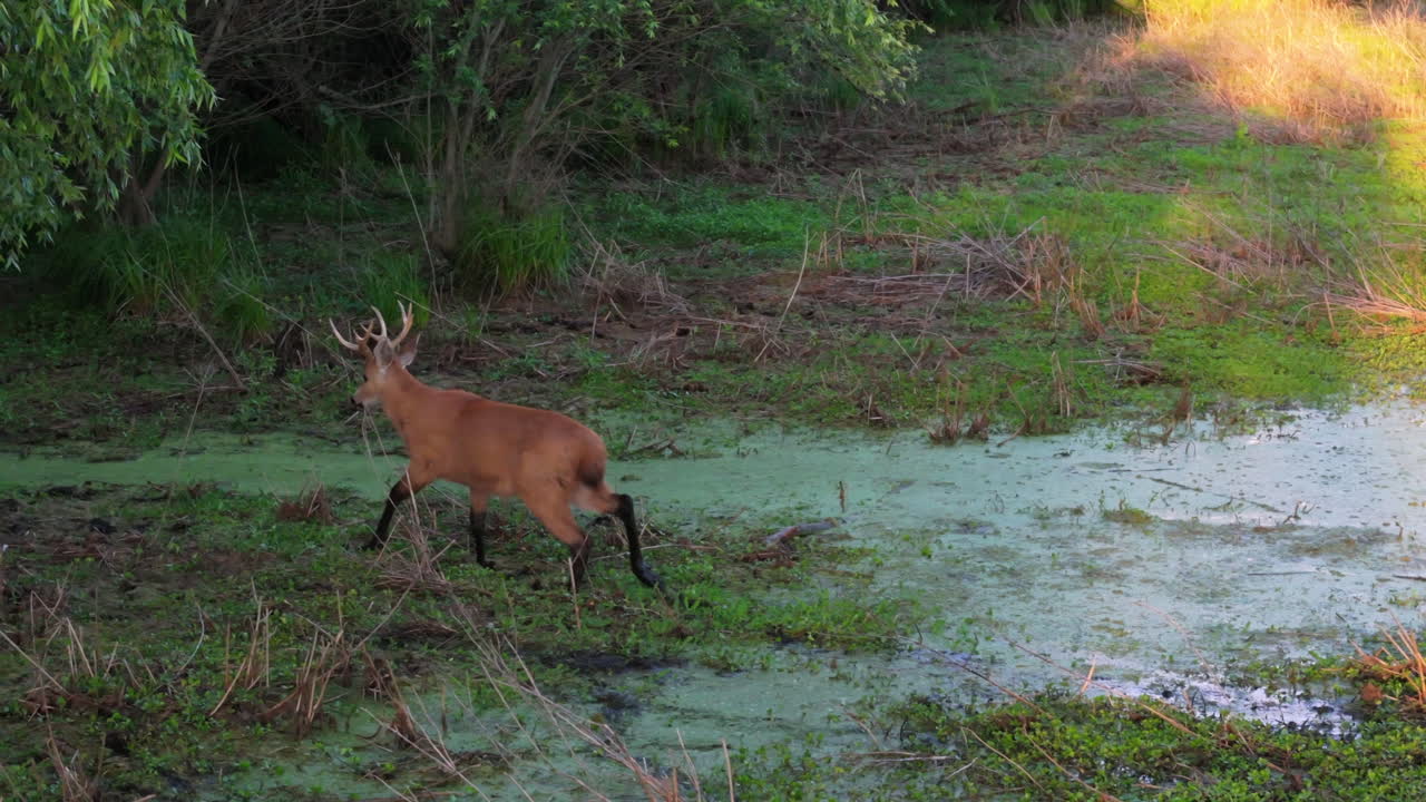 Wild marsh deer walking through flooded wetland in Argentina, Wildlife conservation
