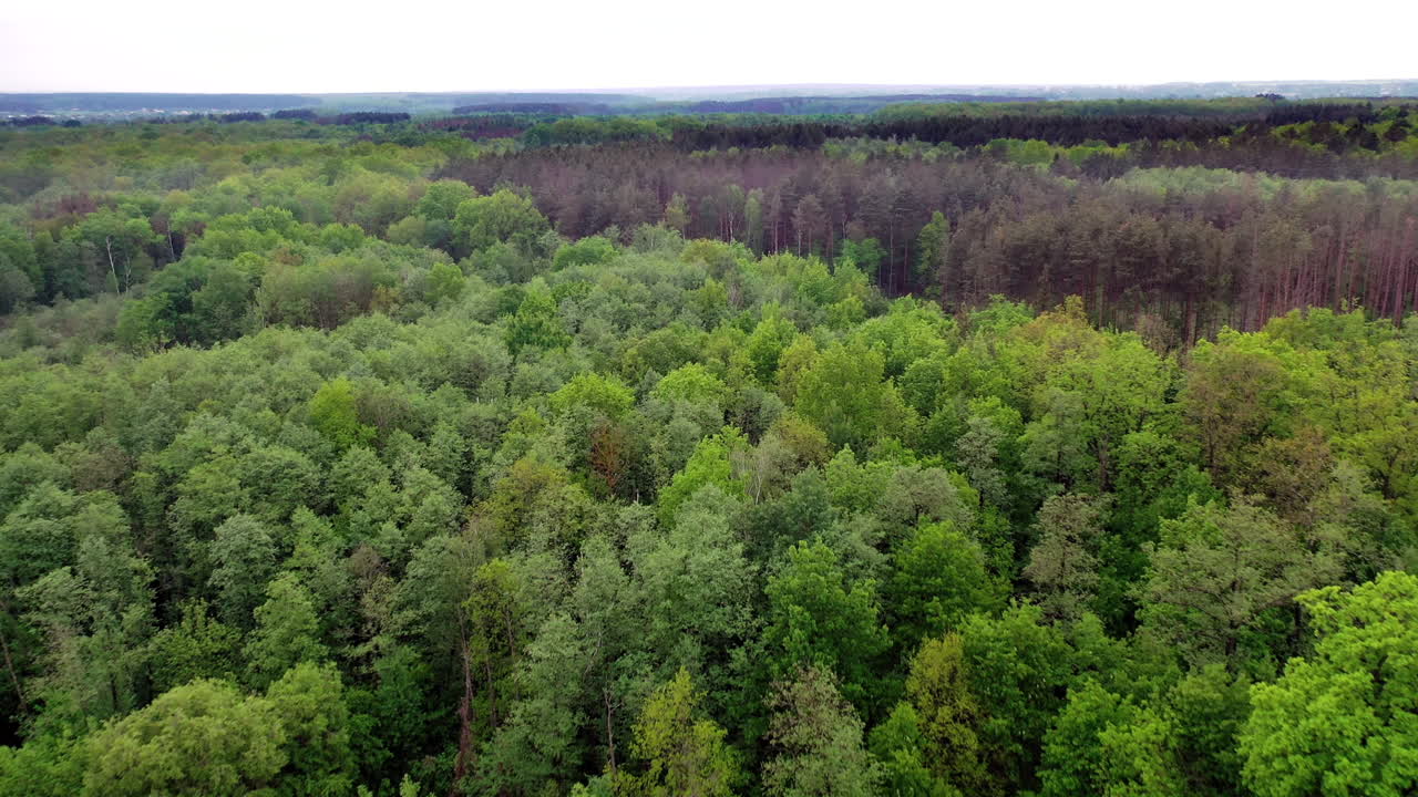 Drone view above beautiful forest. Bird's flight view of the tops of green trees of the natural environment in summer. Camera moves forward.