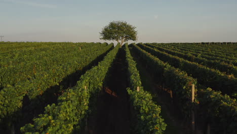 Golden-sunlight-illuminates-a-lone-tree-atop-a-small-hill-covered-with-fertile-grapevines,-aerial