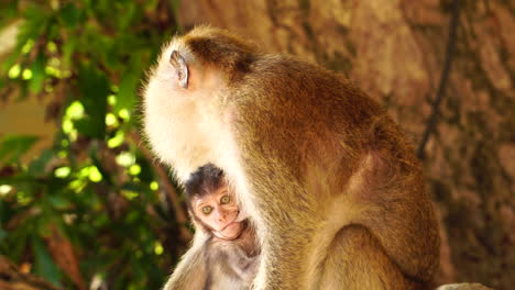 Mother-monkey-with-newborn-baby-sucking-nipple-for-milk,-close-up