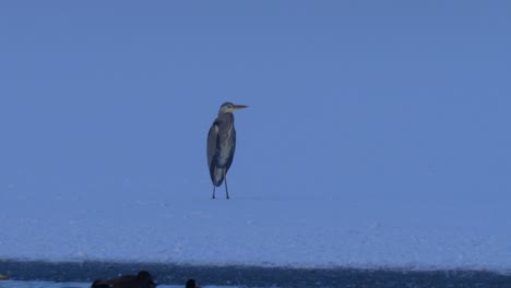 gray heron waiting in snow on a cloudy winter day