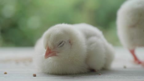 un pollo esponjoso durmiendo en el suelo de madera. un pollo recién nacido duerme en el suelo.