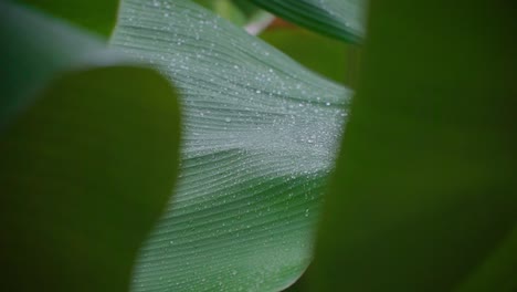 a huge leaf of a banana tree, wet because of the morning dew, handheld closeup detail shot