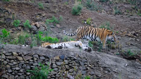 grandes tigres siberianos en la colina durante el día