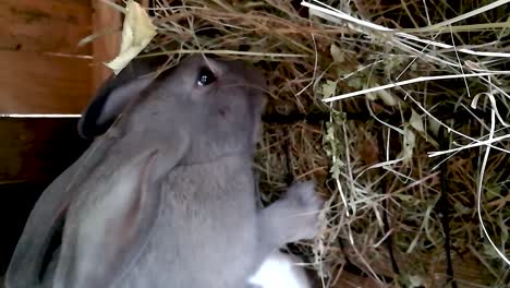 conejito gris buscando heno en una jaula de madera