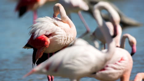 flamingos in shallow delta water in winter