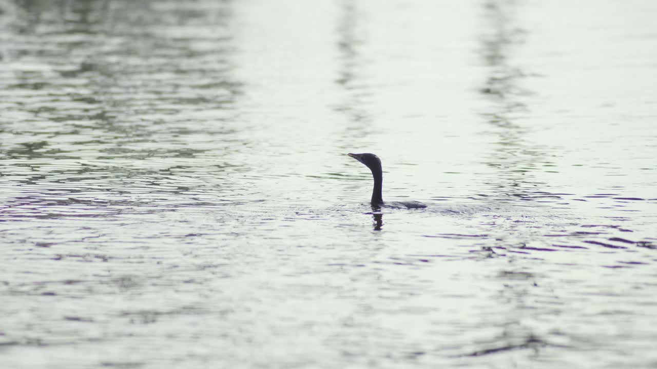 A black cormorant diving under water as the camera sails by in the kerala backwaters in the indian summer