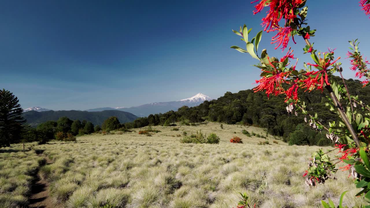 handheld de flores silvestres y coiron pampas en primer plano, sendero quinchol y volcán villarrica en el fondo, parque nacional huerquehue, chile