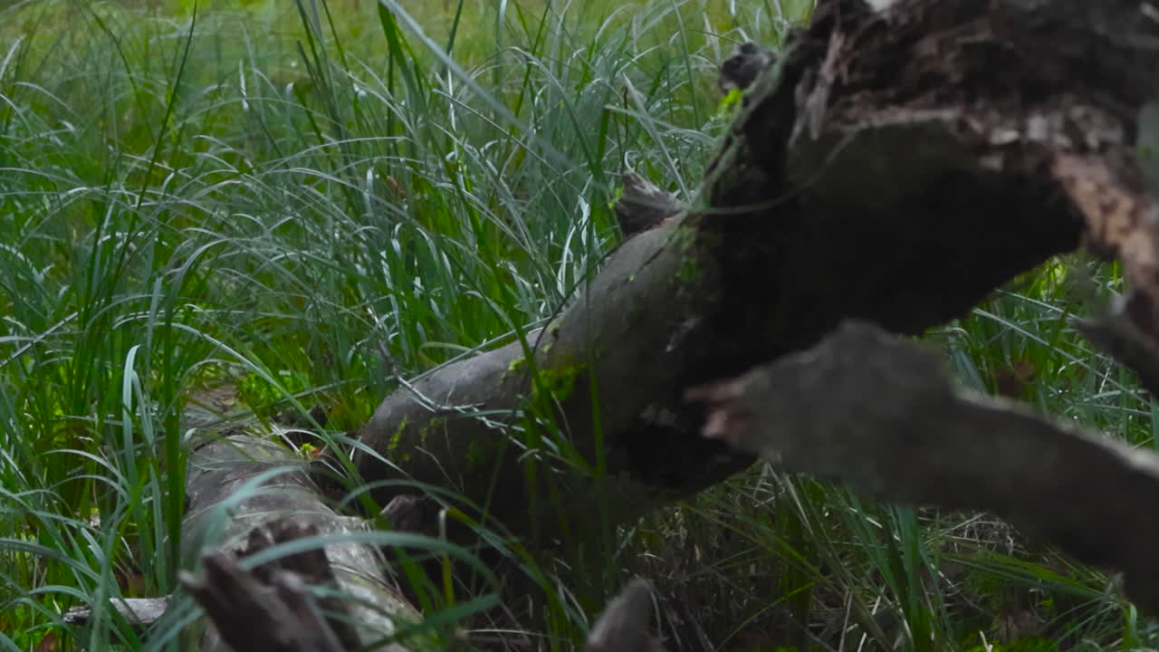 Footage of a brown fallen tree log in between tall green grass in focus and camera moves up, revealing the forest and dense thick woods behind it during autumn day time with day light. foreground blur