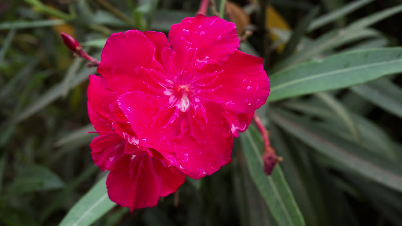 Close up of a pink oleander flower with water drops