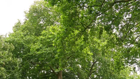 bosque escénico - árboles de la naturaleza con el sol brillando