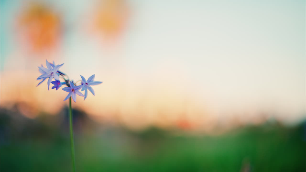 Close up of purple flowers with a blurred view of the Jardin des Poetes garden in Antibes, France at sunset