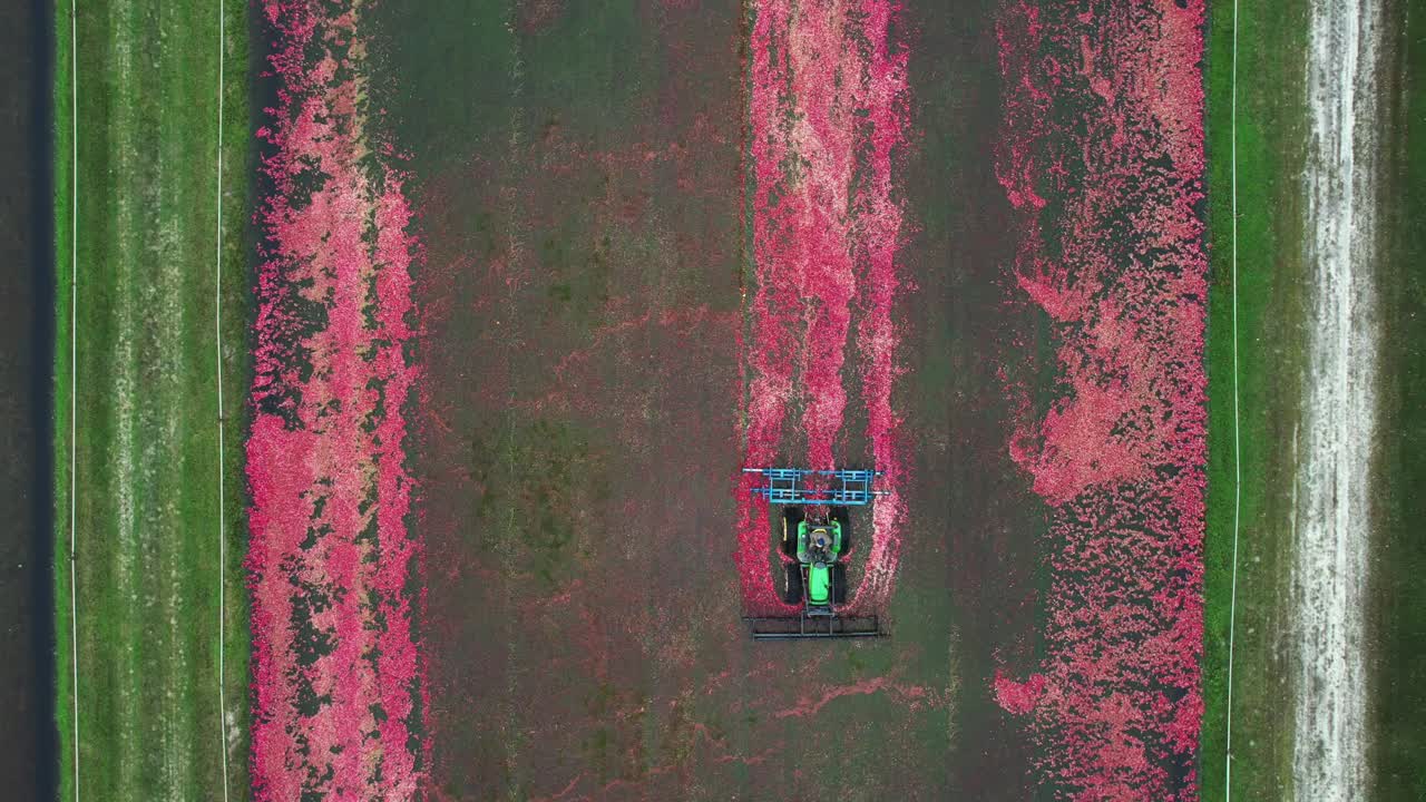 A harrow tractor slowly works its way through a cranberry bog gently knocking cranberries off their vine allowing their buoyancy to float them to the water's surface