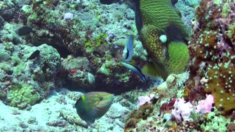 Titan-Triggerfish-super-close-up-on-coral-reef