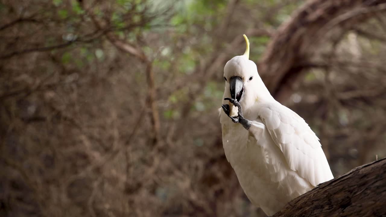 una cacatúa comiendo en una rama de un árbol