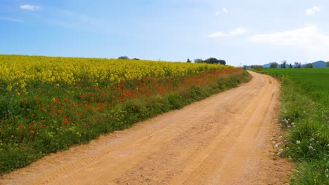 camino de tierra junto a un campo de colza amarilla y flores silvestres rojas con un cielo azul de fondo