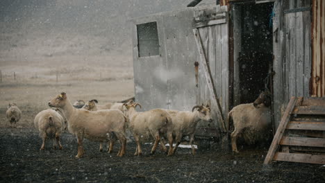 sheep sheltering in barn during snowstorm