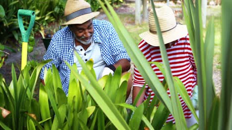 Älteres-Paar,-Das-Im-Garten-Arbeitet